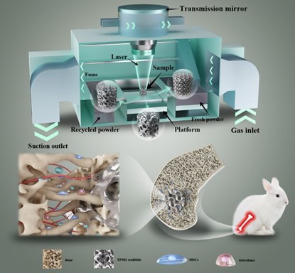 清華、北大、北醫(yī)三院聯(lián)合：高溫氧化處理3D打印鎂合金骨植入物結構優(yōu)化及體內外生物降解行為